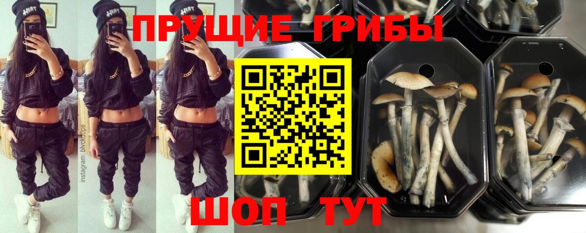 Галлюциногенные грибы Psilocybine cubensis  как найти   Обь  Вход с VPN 